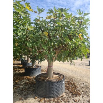 Ficus carica ejemplar